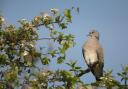 Turtle dove Streptopelia turtur, adult perched on exposed branch in hawthorn bush