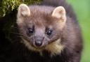 Plans are afoot to reintroduce pine martens to the south-east – and the local community’s voice is at the heart of the project
