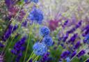 Pair blue alliums with lavender