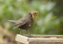 Female blackbird with nesting material