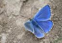 The male Adonis blue is arguably the most beautiful of the blues, with eye-catching electric blue upperwings.