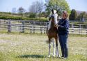 Somerset stable yard lifechanging for horses
