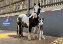 Lancashire stable yard lifechanging for horses