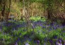 Carpets of bluebells can be found around Dorset