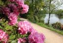 Rhododendron bloom on the Lakeside Path at Harewood House.