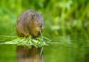 Water voles have a hugely positive effect on their environment.