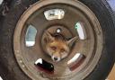 SEWH saved a young fox cub after he got his head stuck in a wheel.