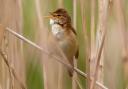Reed Warblers are frequent visitors to the Avalon Marshes which provide a healthy environment to feed.