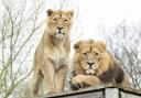 Asiatic lioness Sonika and her male partner Sahee arrived at the Sanctuary just last year