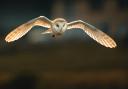 The wonderful white-faced barn owl in flight.