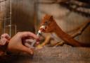 Red squirrel