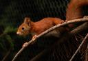 Along the Sefton Coast lies the most southerly red squirrel stronghold in mainland England.