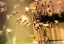 Honey Bees working hard in the spring sunlight.