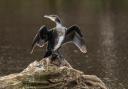 ‘A Cormorant’s feathers are designed to absorb water, reducing buoyancy to allow for deeper, faster diving, which is why they must dry their wings in the sun’