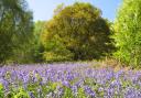 Beautiful bluebells and wild garlic at Roccal Dale Wood.