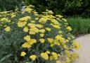 Achillea ‘Moonshine’.