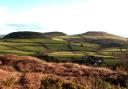 Gorse and bracken on Hardown Hill, west Dorset.