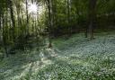 Camera Wild Places category winner Wild Garlic