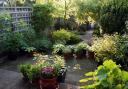 Shady back garden