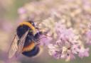 Buff-tailed bumblebee
