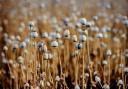 Poppy field ready for the harvest.