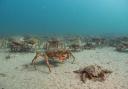 Spider crabs (Maja brachydactyla) coming ashore off the Welsh coast.