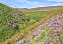 Carpet of Heather on path by Fair Brook, Kinder