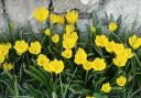 Autumn daffodil
