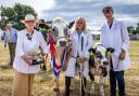 Nnatwich Show vice president Sarah Callander Beckett awards prizes in the cattle section