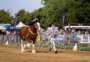 Shire horse competition