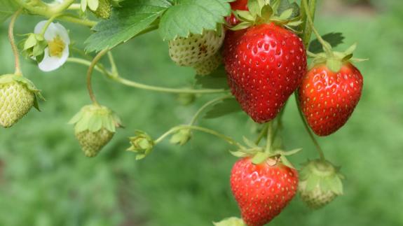 Great British Life: You can pick fruit at Cromer Camping Great British Life: You can pick fruit at Cromer Camping
