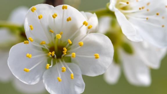 Great British Life: In 2019 blackthorn flowered 27 days earlier than the baseline year of 2001. Image: Tom Meaker/Getty Images/iStockphoto Great British Life: In 2019 blackthorn flowered 27 days earlier than the baseline year of 2001. Image: Tom Meaker/Getty Images/iStockphoto