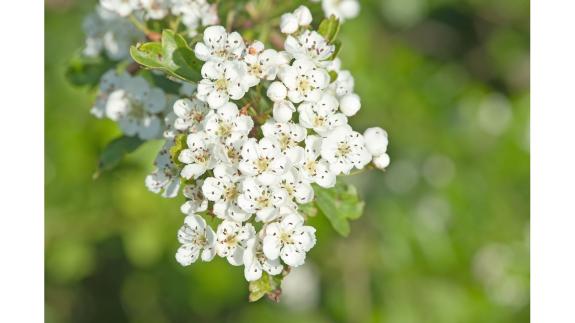 Great British Life: Hawthorn in full bloom folklore abounds around this sturdy traditional hedge plant known for its medicinal properties. Great British Life: Hawthorn in full bloom folklore abounds around this sturdy traditional hedge plant known for its medicinal properties.