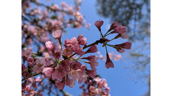 Great British Life: Pretty in pink, cherry blossom at RHS Rosemoor in Devon. Great British Life: Pretty in pink, cherry blossom at RHS Rosemoor in Devon.