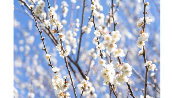 Great British Life: Delicate clusters of plum blossom. Great British Life: Delicate clusters of plum blossom.