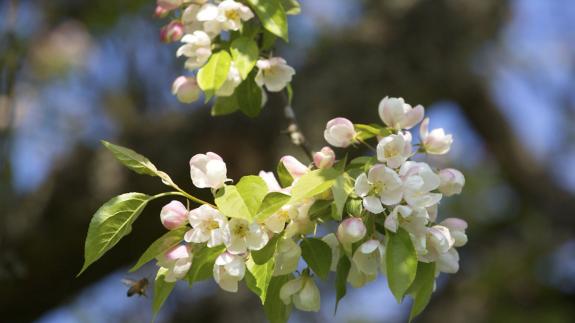 Great British Life: Dainty crab apple blossom Great British Life: Dainty crab apple blossom