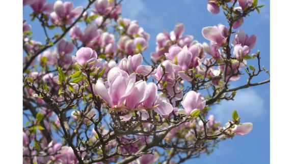 Great British Life: Magnolia (Soulangeana hybrids) flowering tree - Latin name - Magnolia x soulangeana Great British Life: Magnolia (Soulangeana hybrids) flowering tree - Latin name - Magnolia x soulangeana