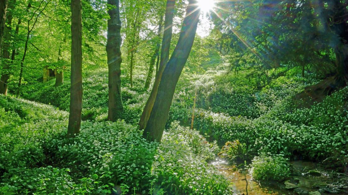 8 beautiful woodland walks to try in and around the Cotswolds 