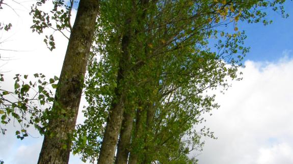 Great British Life: The path crosses through a line of tall, elegant trees Great British Life: The path crosses through a line of tall, elegant trees