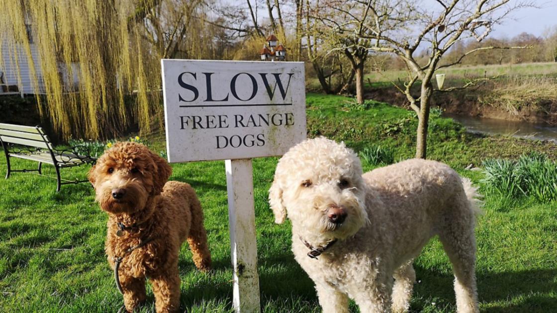 Suffolk's best dog walks: A selection of circulars at Letheringham and Easton 