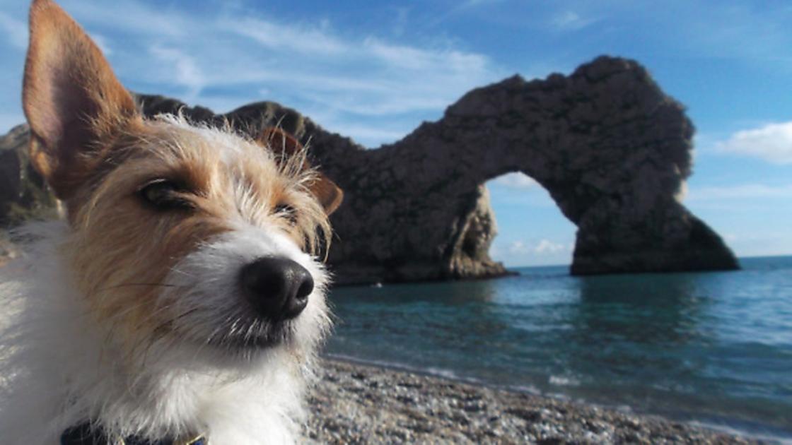 8 of the best dog walks in Dorset 