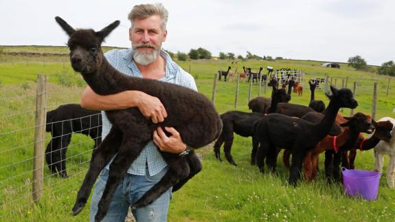 Great British Life: Harvey Browns with a three-week-old Alpaca at Laneshawbridge Great British Life: Harvey Browns with a three-week-old Alpaca at Laneshawbridge