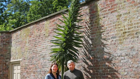 Great British Life: The giant echium pininana admired by members of the hall team Great British Life: The giant echium pininana admired by members of the hall team
