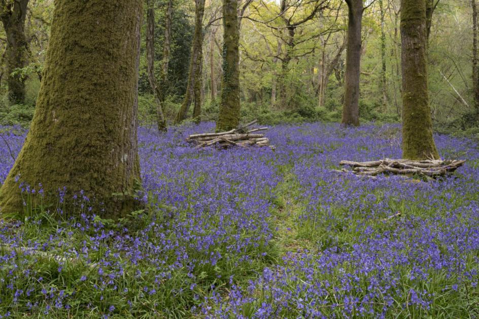 10 glorious spring walks in Dorset for all abilities 