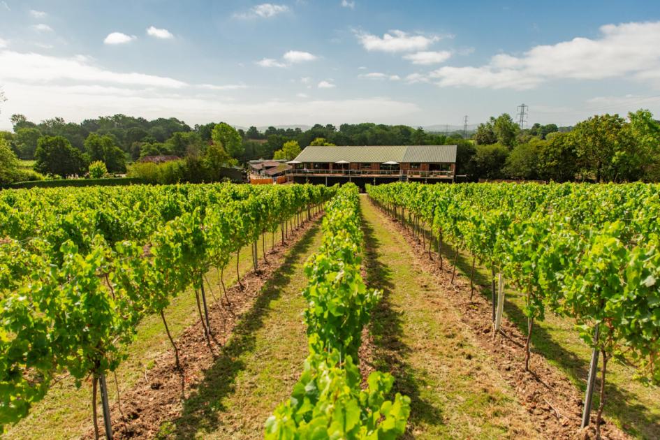 All you need to know about the vineyards of Sussex