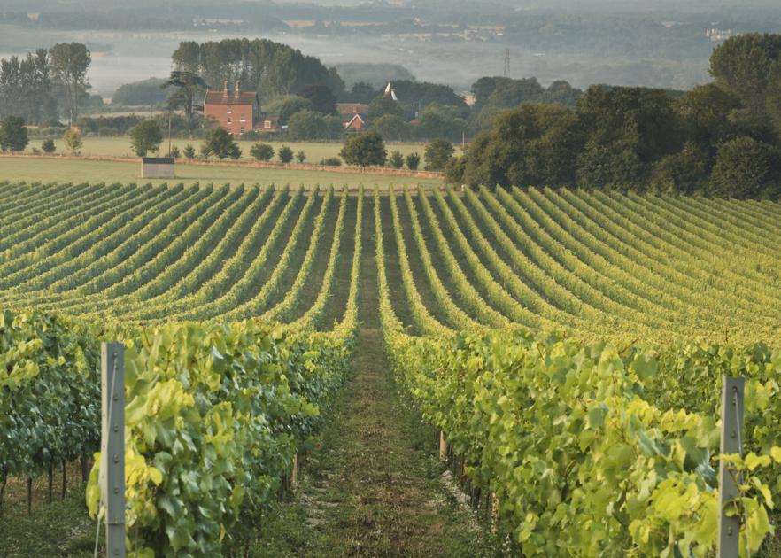 All you need to know about the vineyards of Kent