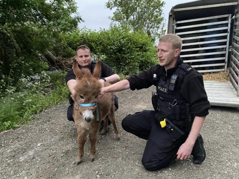 Stolen baby donkey returned home to Hampshire farm