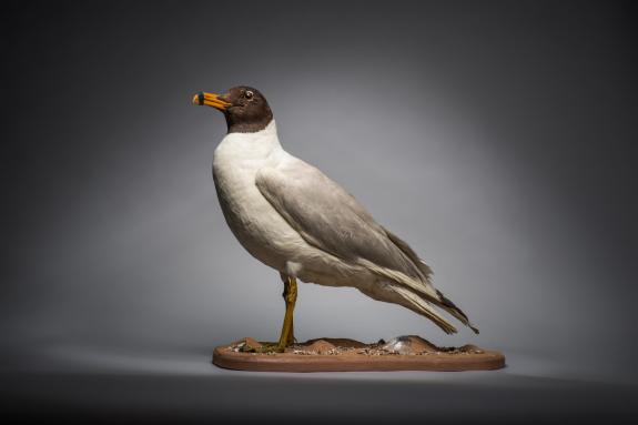 Great British Life: The great black-headed gull which was shot in Exmouth in 1859 is now on display at RAMM. Photo: Matt Austin/RAMM Great British Life: The great black-headed gull which was shot in Exmouth in 1859 is now on display at RAMM. Photo: Matt Austin/RAMM