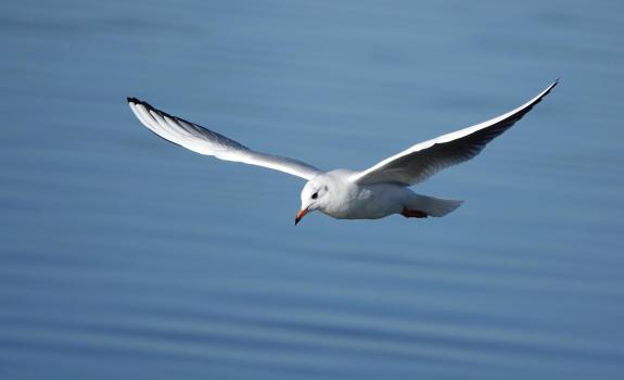 Great British Life: The cry of a gull is a soundtrack to childhood summers at the beach. Photo: Nigel Harris/Getty Images Great British Life: The cry of a gull is a soundtrack to childhood summers at the beach. Photo: Nigel Harris/Getty Images