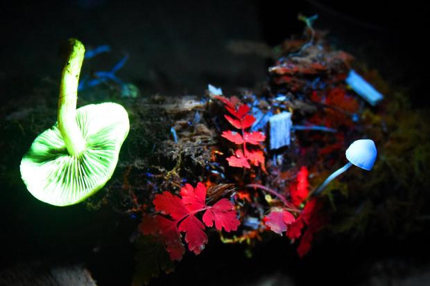 Biofluorescence in mushrooms, green leaves, and lichen, lit by UV light. Picture Denise Bradley